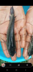 murrel fish