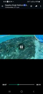Fresh Murrel Fish