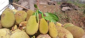 Jack Fruit