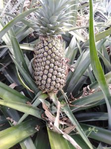 Pineapple