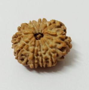 10 Mukhi Rudraksha