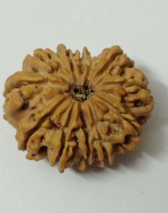 11 Mukhi Rudraksha