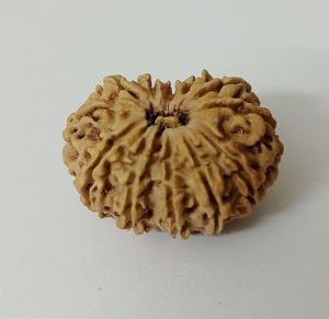 12 Mukhi Rudraksha