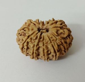 12 Mukhi Rudraksha