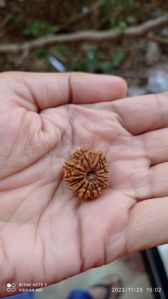 13 Mukhi Rudraksha