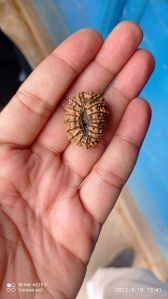 18 Mukhi Rudraksha