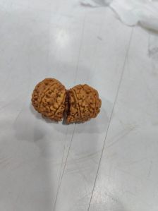 Gauri Shankar Rudraksha