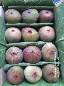 Fresh Figs