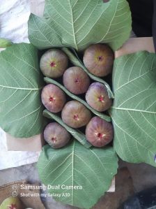 Fresh Figs
