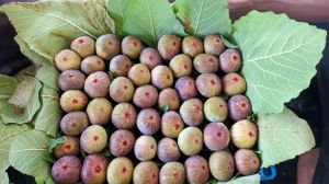 Fresh Figs