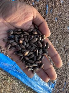 Custard Apple Seeds