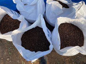 Custard Apple Seeds
