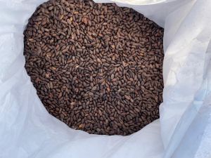 Custard Apple Seeds