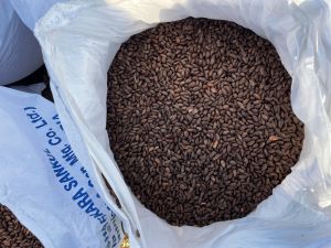 Custard Apple Seeds