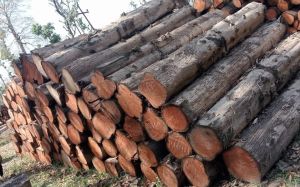 Pine Timber wood Logs