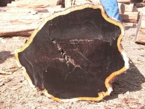 Pure Black Ebony Wood Logs