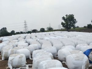 Baby corn silage