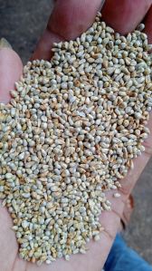Indian Animal Feed Millet