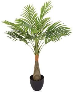 bottle palm plants