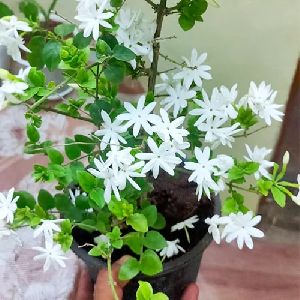 Jasmine Flower Plants