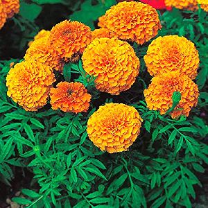 Marigold Flower Plants