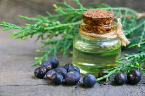 Juniper Berry Oil