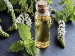 MENTHA PIPERMENT OIL