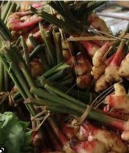 Galangal thai ginger