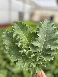 Fresh Kale Leaves