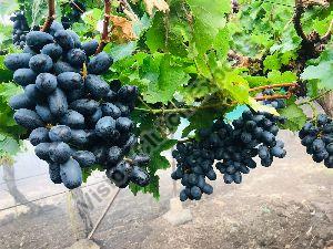 Fresh Black Grapes