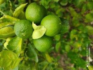 Fresh Green Lemon