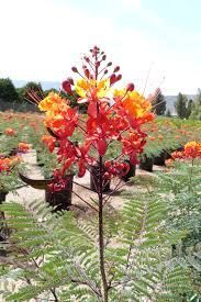 Caesalpinia Pulcherrima Plant