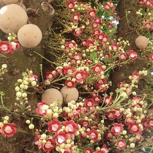 Cannonball Tree Plant