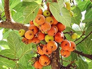 Cluster Fig Plant