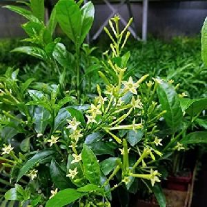 Night Blooming Jasmine Plant