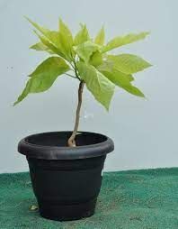 Pisonia Alba Plant
