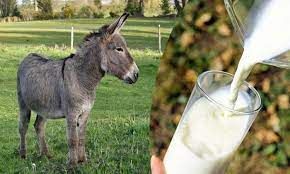 Donkey Milk