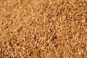 1121 Basmati Rice Seeds