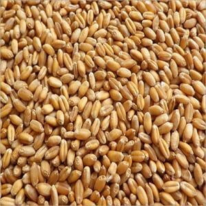 Wheat Seeds