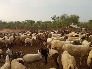 sheep farming.