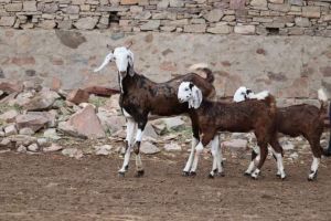 goat farming