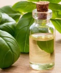 Sweet Basil Essential Oil