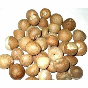 dried areca nut