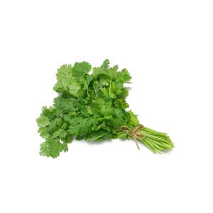 Fresh Coriander