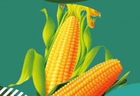 Maize