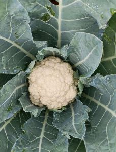 Cauliflower