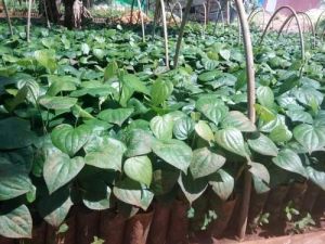 Black pepper plant (kali mirch