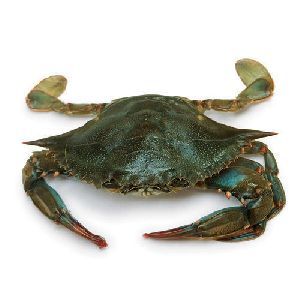 sea crab