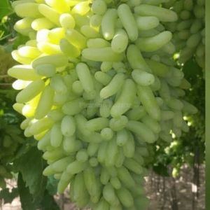 A Grade Green Grapes, Packaging Size: 5 Kg