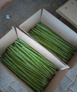 Maharashtra A Grade Drumstick Vegetable, Carton, 5 Kg